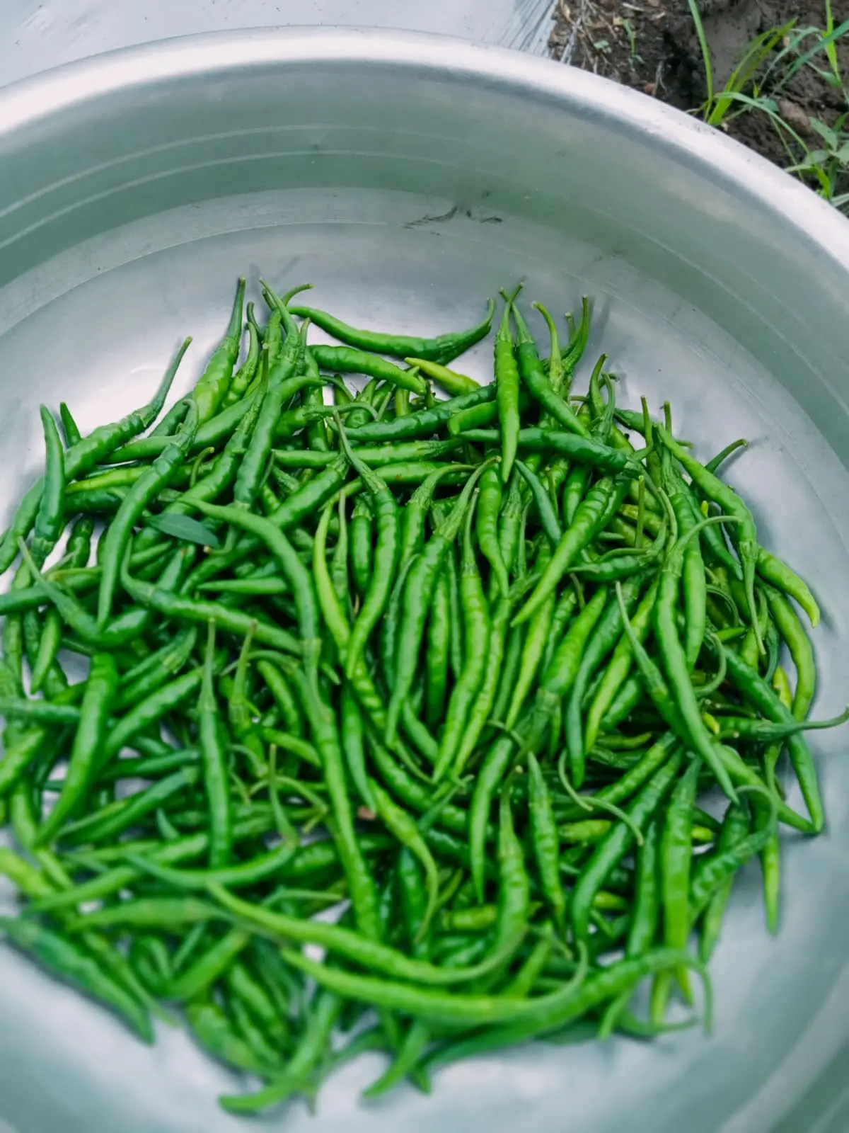Green Chilli