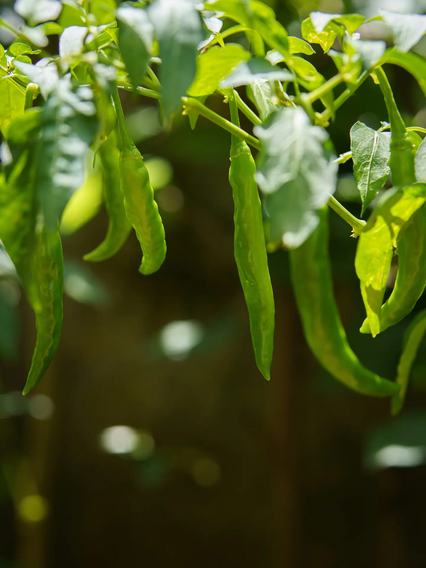Green Chilli