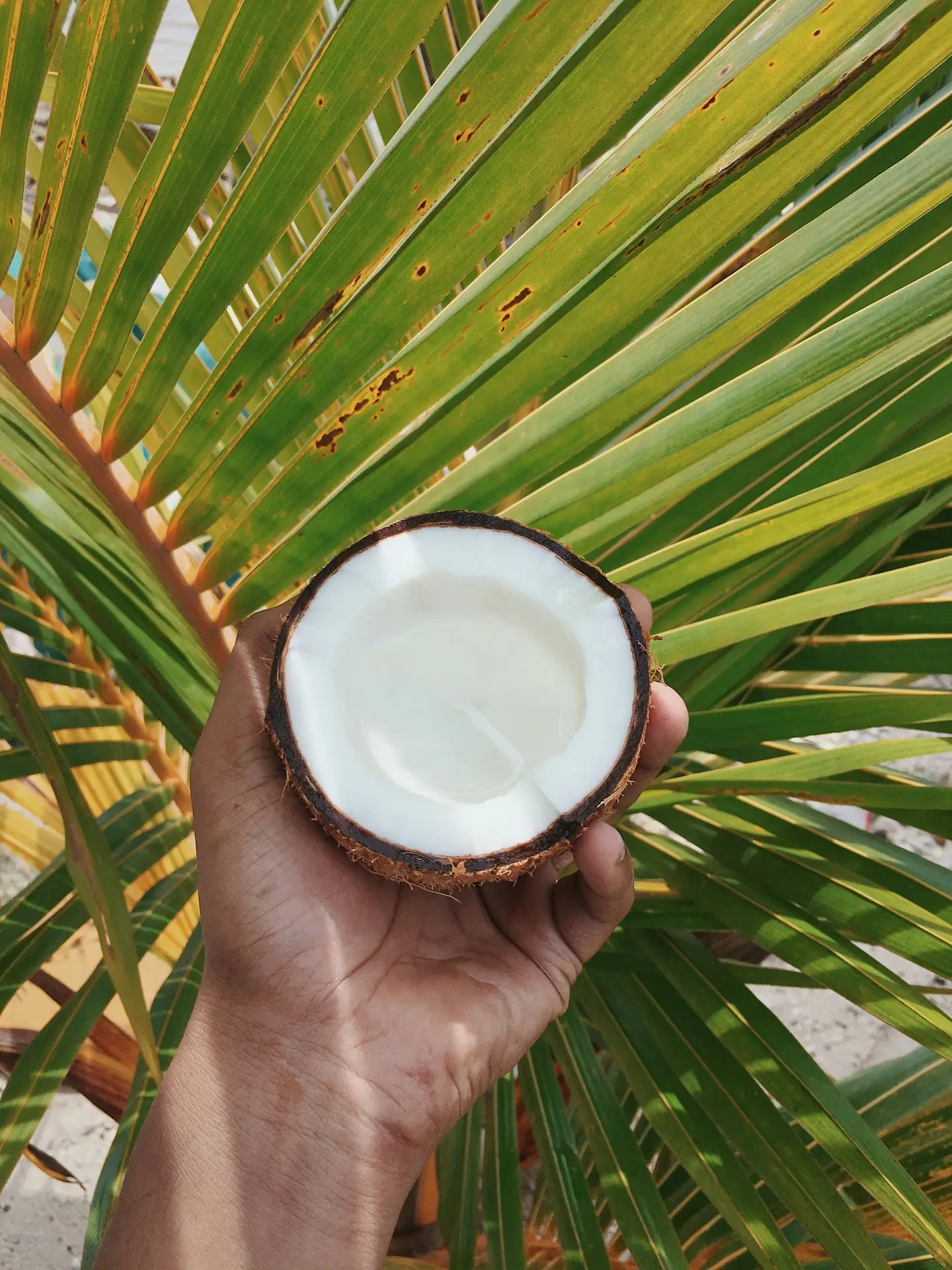 Coconut